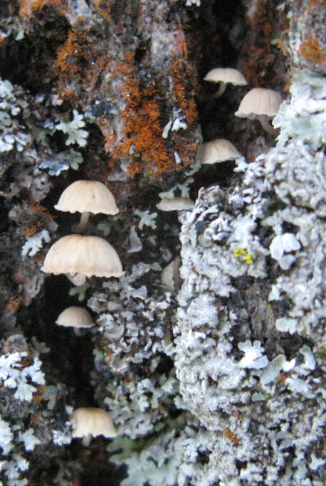Mycena subcucullata